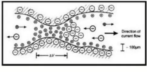Gambar 12 : Skema polarisasi membran