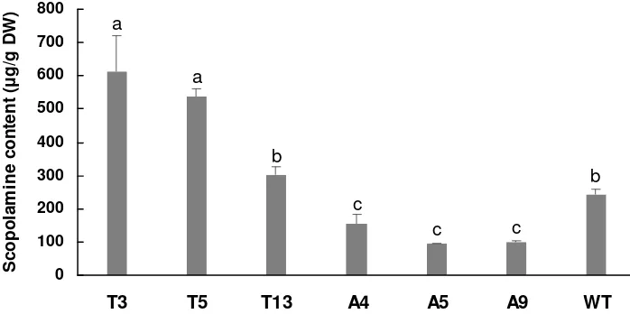 Figure 3. Analyses for the scopolamine contents in transgenic was presented as the means ± SD from three replicates, the different small letters above the C58C1strain (pRiA4, pXI); A, regenerated plants derived from the hairy roots through blank transforma