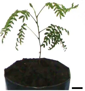 Figure. 3. Rooted shoots of albizia, ready to be transferred to soil-medium. Bar = 10 mm