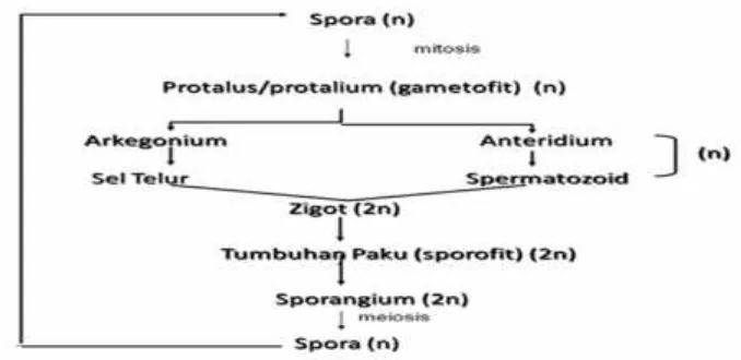 Gambar 2.2 Siklus hidup tumbuhan paku homospora (Sumber : Campbell,