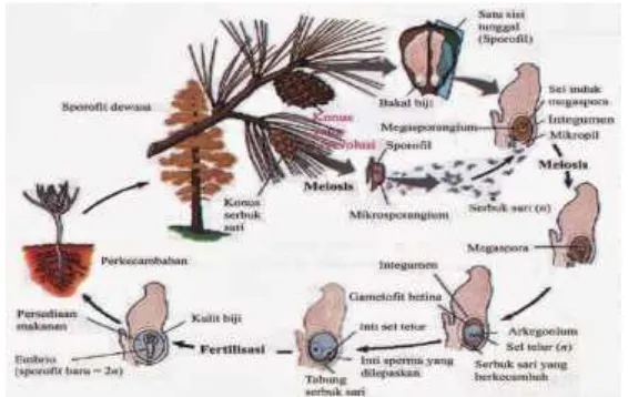 Gambar 2.6 Siklus Hidup Pinus (Sumber : Campbell, 2008:175)