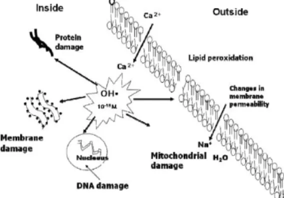 Gambar 5 : Kerusakan oksidatif Lipid, DNA dan  protein dari OH Radikal [15] 