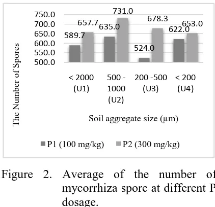 Figure 1. Average of the number of roots infected by mycorrhiza.  