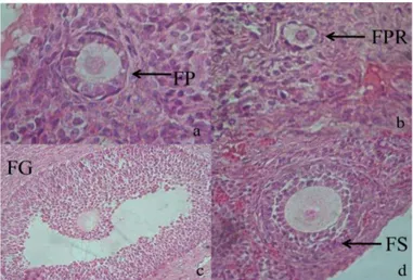 Gambar 1. Gambaran histologis folikel pada ovarium kelompok kontrol (T 0 ) memperlihatkan kondisi sel- sel-sel granulosa dan folikel yang normal