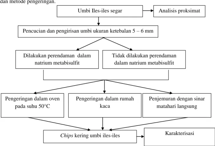 Gambar 1. Diagram alir penelitian proses pengeringan umbi iles-iles. 