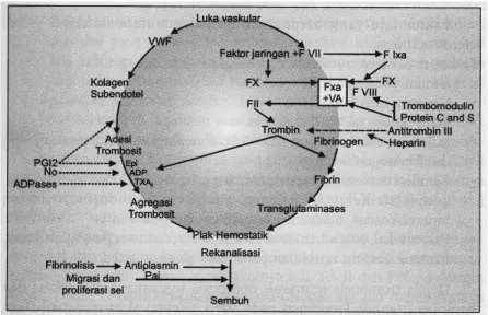 Gambar 1. Skema proses hemostasis         Dikutip dari Pettit &amp; Hoffbrand 28