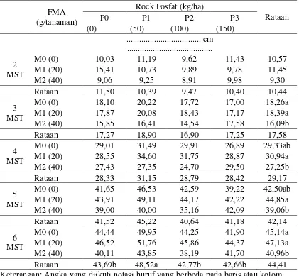 Tabel1. Rataan tinggi tanaman2-6 MST pada perlakuan FMA dan pupuk rock fosfat 