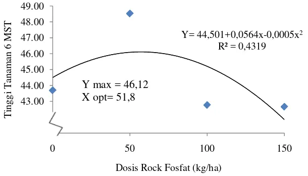 Grafik hubungan tinggi tanaman umur 6 MST dengan dosis pupuk rock 