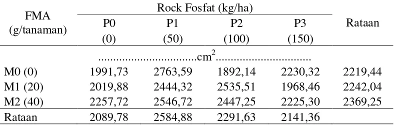 Tabel 4.Total luas daun karena pemberian FMAdan pupuk rock fosfat 
