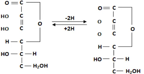 Gambar 2.1. Struktur dan Mekanisme Vitamin C  