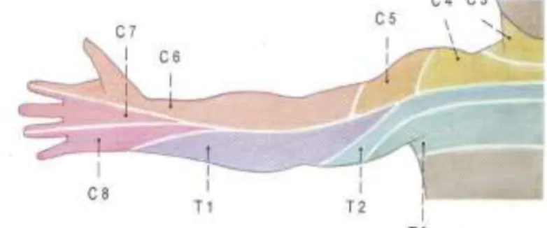 Gambar 1. Segmentasi syaraf Plexux Brachialis dari permukaan kulit [6,7]