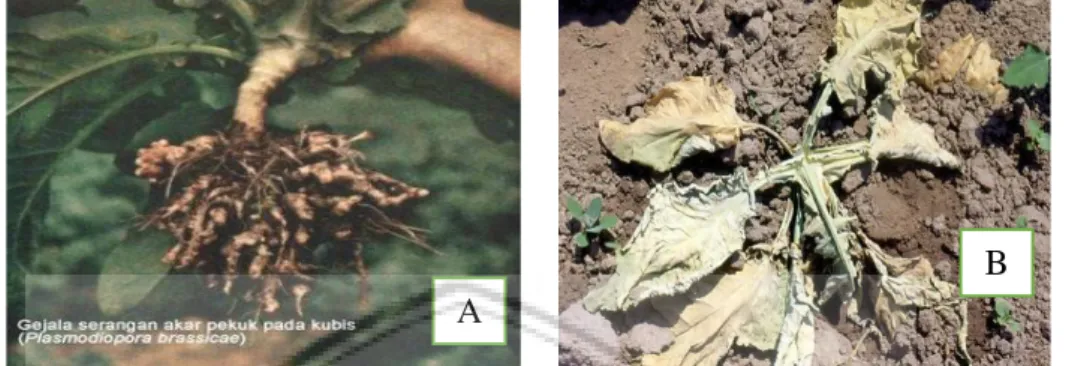 Gambar 1. Variasi Gejala Serangan Plasmodiophora brassicae Wor pada tanaman  Kubis  :  (A)  Gejala  Serangan  pada  Akar  dengan  Akar  mengalami  pembengkakan; (B) Gejala Serangan pada Daun dengan Daun menjadi  layu