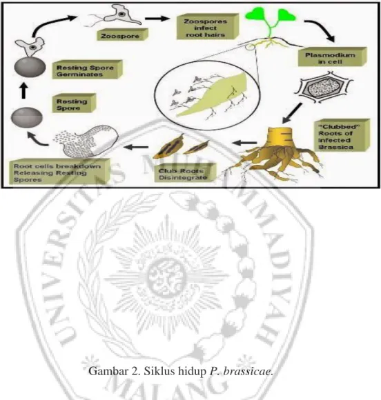 Gambar 2. Siklus hidup P. brassicae. 