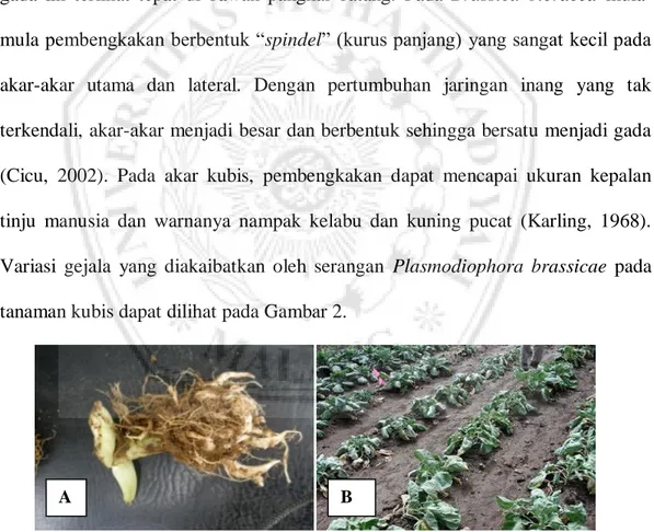 Gambar 2. Variasi Gejala Serangan Plasmodiophora brassicae Wor pada tanaman  Kubis  :  (A)  Gejala  Serangan  pada  akar  (Setiawan,  2011)