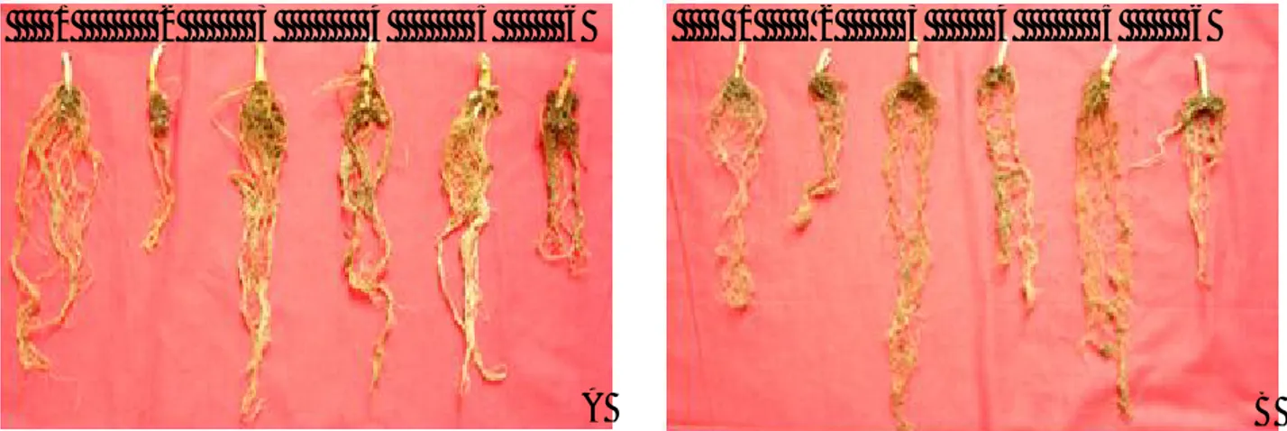 Gambar  2.  Gambar  gejala  penyakit  akar  gada  di  akar  pada  perlakuan  cendawan  endofit  asal  tanah  perakaran bambu