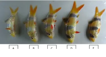 Gambar 7. Hasil pengamatan kualitas warna ikan botia setelah 5 minggu penelitian 
