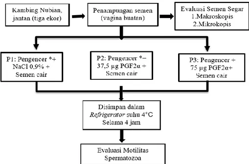 Gambar 1. Bagan alir penelitian dan prosedur perlakuan pada sampel semen kambing Nubian.