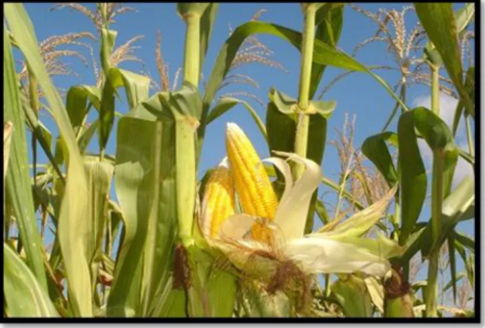 Gambar 1. Tanaman jagung 