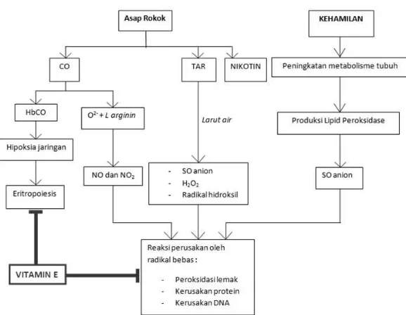 Gambar 3. Skema hubungan antara kehamilan, paparan asap rokok, hemoglobin, dan pemberian vitamin  E 