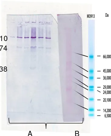 Gambar 2. Deteksi reaksi silang antara protein AdhO36 Salmonella typhiSalmonella dengan OMP Vibrio cholerae dengan western blotting