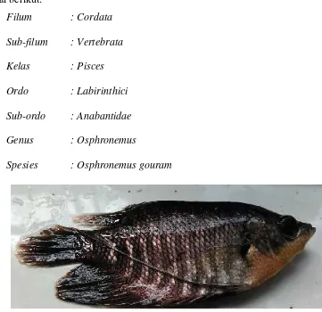 Gambar 1. Ikan Gurami ( Vega, 2016 )