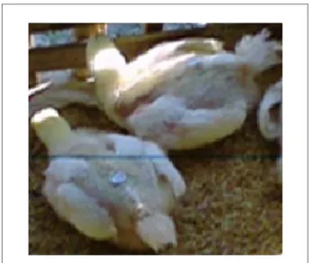 Gambar 1. Ayam broiler CP-707 perlakuan kontrol. 