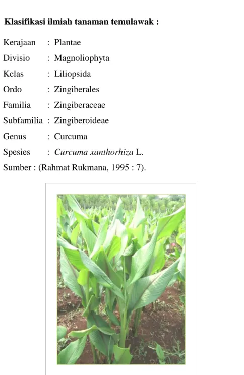 Gambar 5. Tanaman temulawak (Curcuma xanthorhiza L.) (Anonim, 2012).  3.  Kandungan Zat kimia Temulawak : 