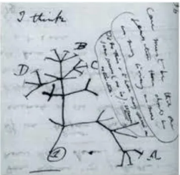 GAMBAR 2.1: Teori Darwin mengenai keturunan dengan modifikasi. Dalam sketsa tahun 1837 ini, Darwin menuangkan gagasannya mengenai pola percabang evolusi (Sumber: Campbell, 2008:10) 
