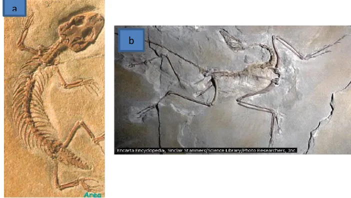 GAMBAR 2.2: Keberagaman catatan fosil sebagai bukti evolusi. (a) Fosil salah satu Vertebrata (b) Fosil Archaepteryx