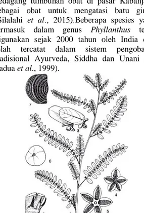 Gambar 1. Phyllanthus amarus Schum. 1.  Habitus, 2. Katafil dan stipula, 3.Daun dengan  pembungaan, 4.Bunga jantan, 5.Bunga betina, 