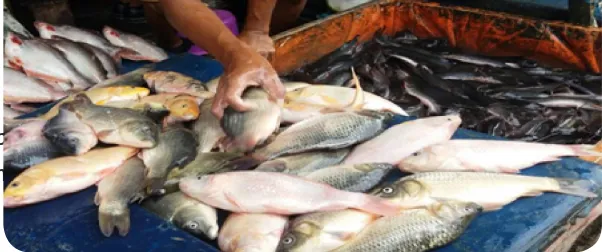 Gambar 2 Ikan sungai melimpah di Provinsi Lampung