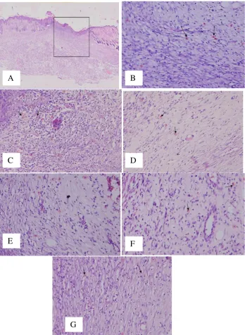 Gambar 1. Tampilan histologi makrofag (tanda lingkaran warna merah atau anak panah) dengan pewarnaan hematoxylin-eosinmenggunakan normal saline), (C) Kelompok kontrol ke-2 (tikus hiperglikemia dengan perawatan luka menggunakan normal saline), (D) Kelompok 