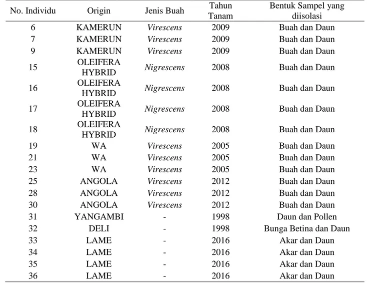 Tabel 2. Identitas sampel yang dikeluarkan oleh PT. Socfin Indonesia   No. Individu  Origin  Jenis Buah  Tahun 