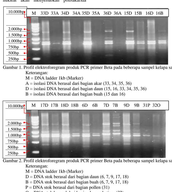 Gambar 1. Profil elektroforegram produk PCR primer Beta pada beberapa sampel kelapa sawit  Keterangan: 