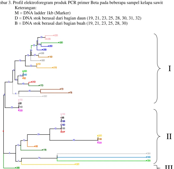 Gambar 4. Profil filogenik dendogram Neighbor-Joining dari 38 sampel DNA stok kelapa sawit  berdasarkan Matrix Dissimilarity Simple Matching dengan primer Beta 