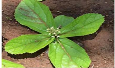 Gambar 2.3 Premna herbacea (Kumar et.al., 2013) 