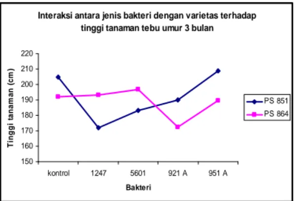 Gambar  4.  Interaksi  antara  jenis  bakteri  dengan  varietas  tebu  terhadap  tinggi  tanaman  tebu  umur 3 bulan 