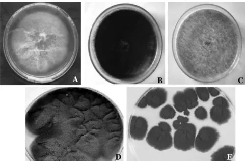 Gambar 2. Morfologi koloni jamur patogen pada daun bibit pisang. (A) Fusarium oxysporum f.sp