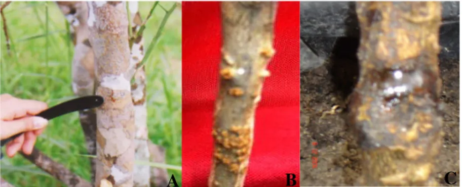Gambar 1.  Gejala serangan B. theobromae pada tanaman jeruk  A. Gejala awal  B. Kulit batang jeruk mulai pecah dan benjolan mulai tampak C
