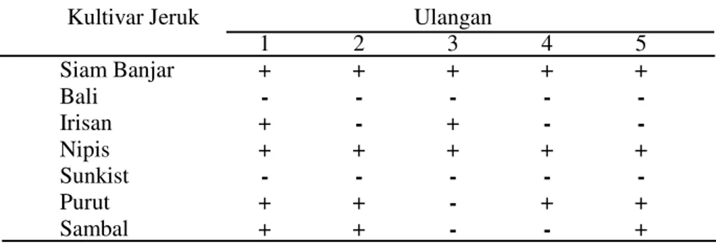 Tabel 3.  Toksisitas crude toxin dari Botryodiplodia theobromae (5 hari setelah aplikasi toksin)     Ulangan Kultivar Jeruk  1  2  3  4  5  Siam Banjar  +  +  +  +  +  Bali  -  -  -  -  -  Irisan  +  -  +  -  -  Nipis  +  +  +  +  +  Sunkist  -  -  -  -  -