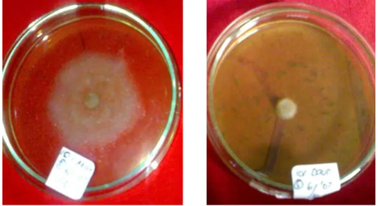 Gambar 2.  Pertumbuhan koloni P. palmivora pada ekstrak akar (kiri) dan ekstrak pucuk (kanan) dengan konsentrasi 10% pada 2 hsi
