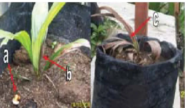 Gambar 3. Gejala dan tanda penyakit Ganoderma di  pembibitan MN kelapa sawit: (a) tubuh buah  Gano-derma muncul dari sumber inokulum di dalam tanah;  (b) gejala awal infeksi Ganoderma  berupa daun  kelapa sawit menguning dan nekrosis; (c) gejala akhir  pen