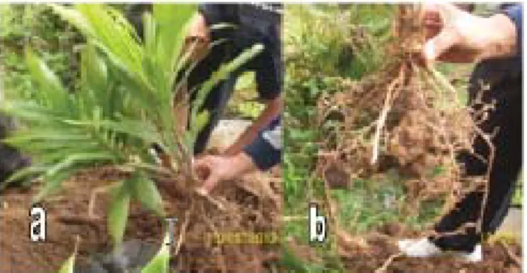 Gambar 4. Pembongkaran bibit kelapa sawit pada akhir pengamatan: (a) pencabutan bibit kelapa sawit dari polibeg;  (b) pembersihan akar bibit kelapa sawit dari media tanah.