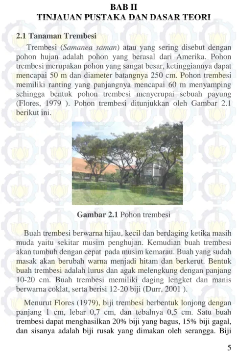 Gambar 2.1 Pohon trembesi 