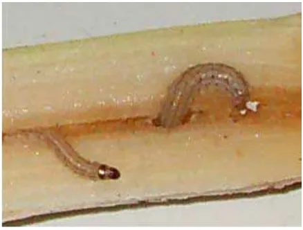 Gambar 2. Larva C. auricilius Sumber : http://repository.usu.ac.id 