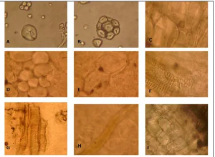 Gambar 1.  Identifikasi serbuk umbi ketela rambat secara mikroskopik. Keterangan : A. Amilum hilus  sentries, B