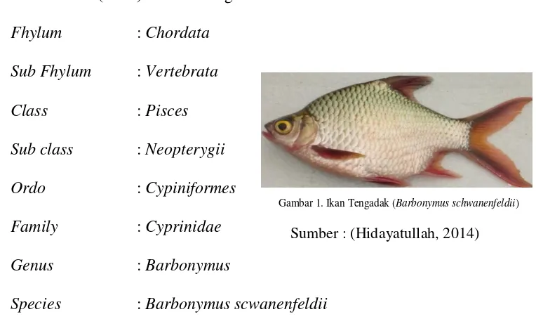 Gambar 1. Ikan Tengadak (Barbonymus schwanenfeldii) 