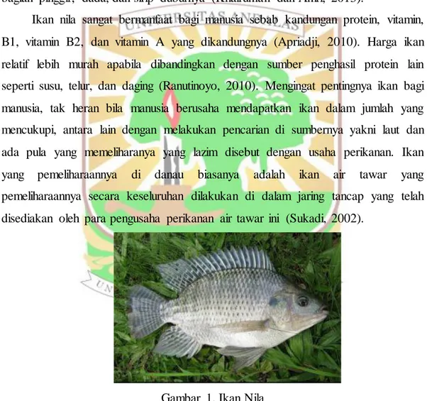 Gambar  1. Ikan Nila 