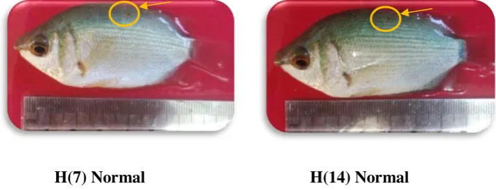 Gambar 6. Pengamatan gejala klinis pada ikan biawan kontrol negatif 