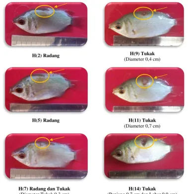 Gambar 8. Pengamatan gejala klinis pada ikan biawan perlakuan dosis larutan temulawak 0,2 g/l 